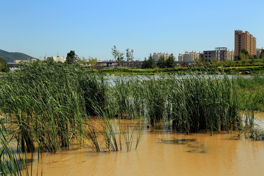 生态湿地