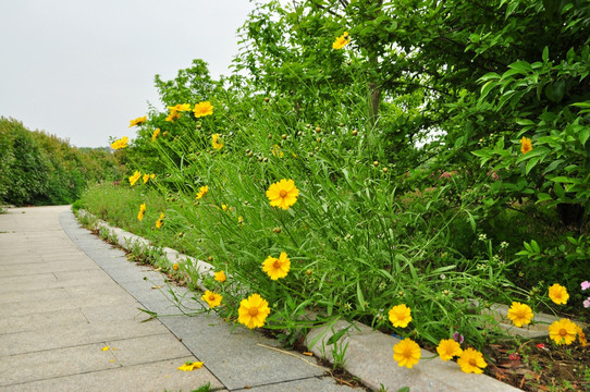 金鸡菊