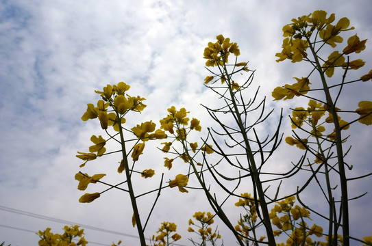 油菜