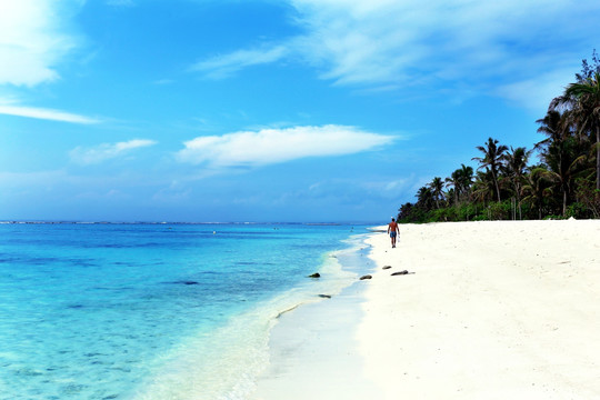 马尔代夫海景椰树