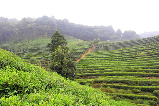 茶园 山茶 茶树园