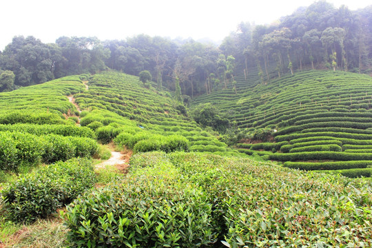 茶园 山茶 茶树园