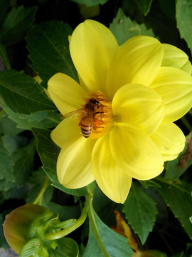 蜜蜂与黄色大丽花