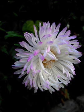 紫尖白翠菊花