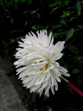 白翠菊花