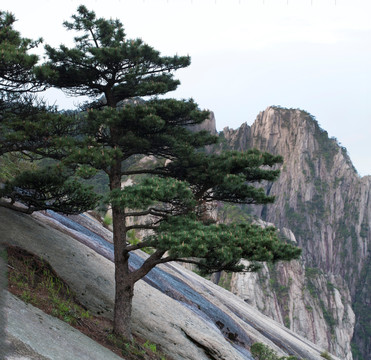 黄山风光 松树 迎客松