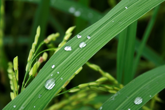 稻叶雨露