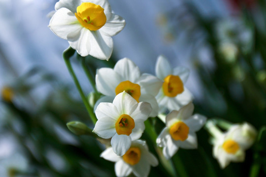 水仙花