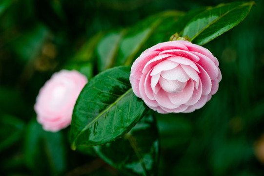 茶花 粉十八学士