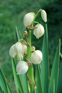 菠萝花