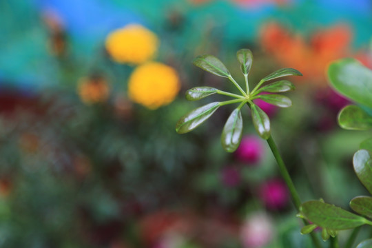 叶与花