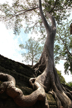 柬埔寨 树根