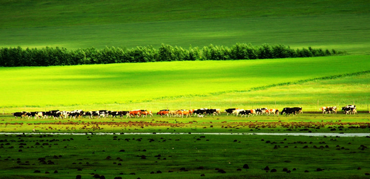 草原牧场 牛群