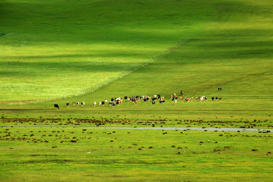 草原牛群 牧场