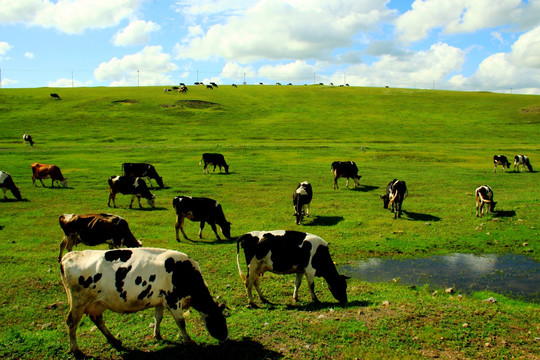 草原 湿地 牧场 牛群