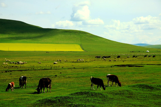 草原 牧场 牛群 蒙古包