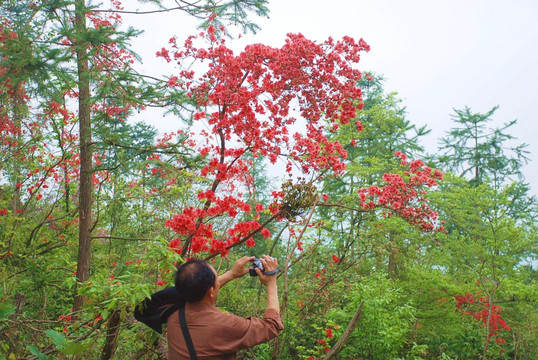 映山红杜鹃花