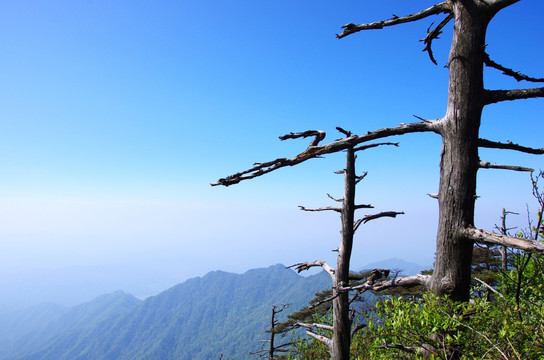 牯牛降 枯树