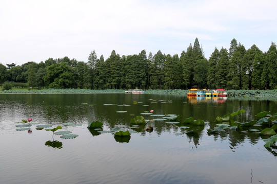 东湖梅园