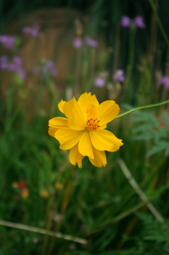 黄花 高清花卉摄影 野菊