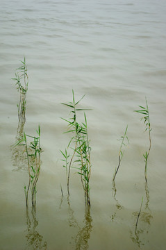江边芦苇 高清摄影 水草