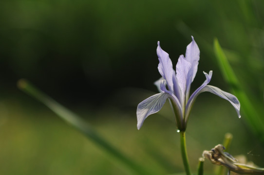 淡紫色的鸢尾花