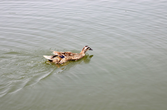 湖中鸭子