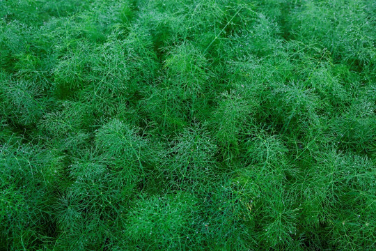 绿色植物背景