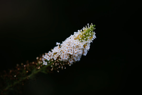 花卉野花