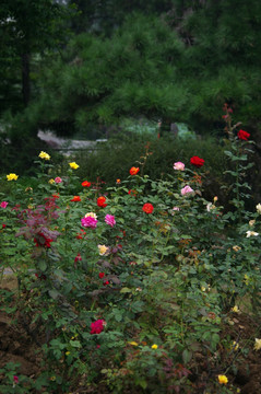 玫瑰园 高清摄影 月季花