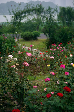 玫瑰园 高清摄影 月季花