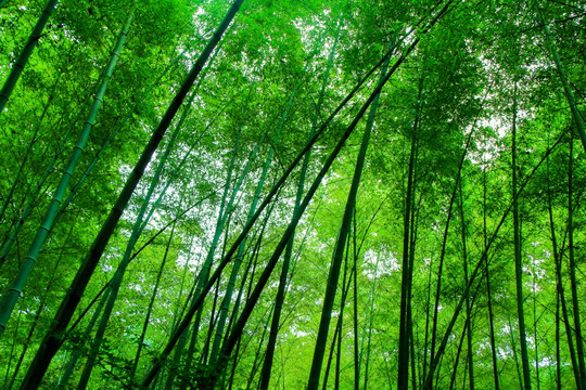 竹林