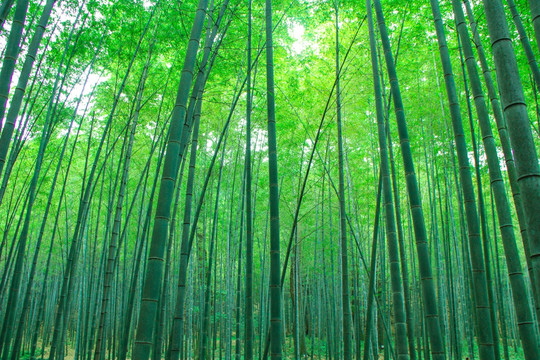 竹林 竹海