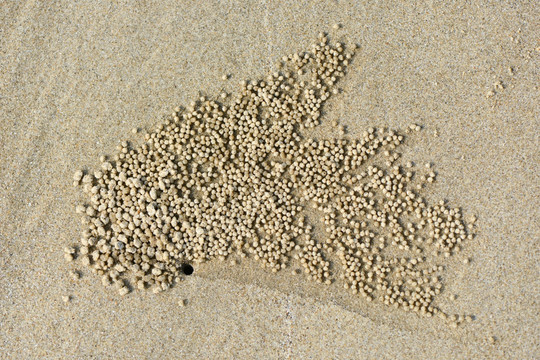 沙蟹挖洞图案