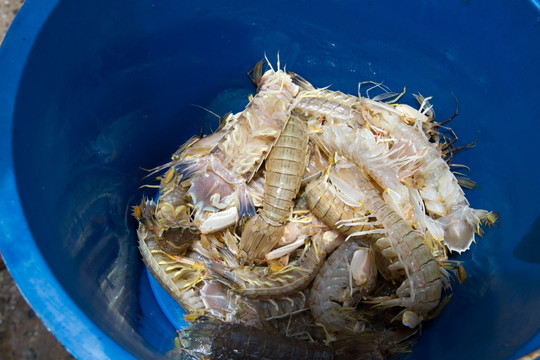虾蛄 濑尿虾 螳螂虾