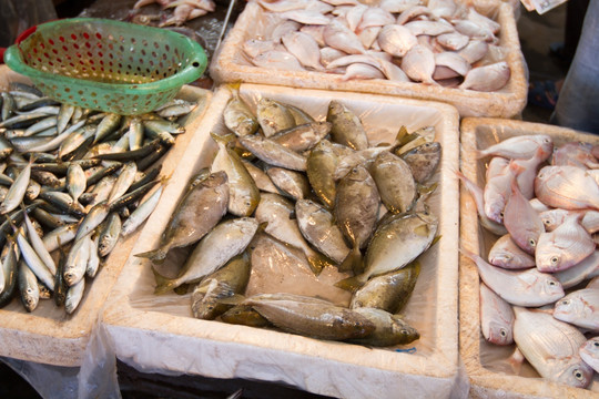 海鲜市场 海鱼