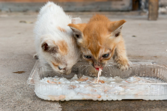 猫咪 吃食