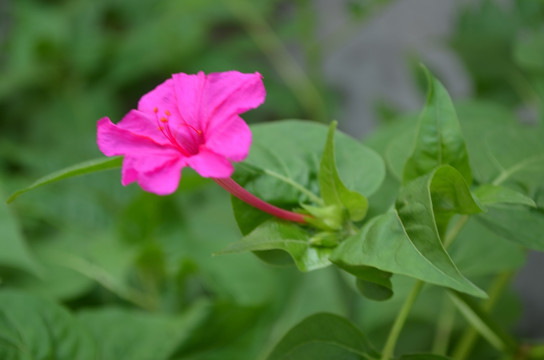 胭脂花近摄