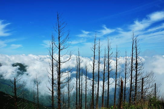 武功山 云海