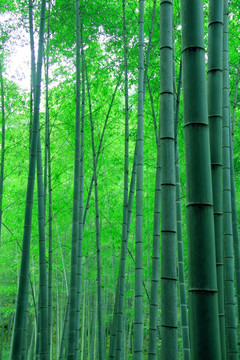竹林