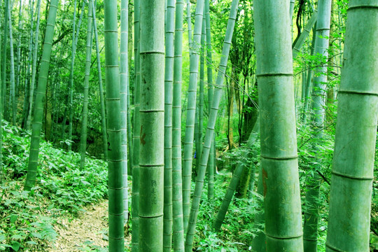 竹林