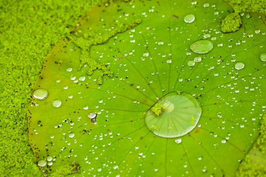 荷叶 荷塘 雨荷 雨珠 水珠