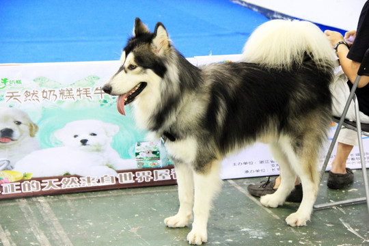 宠物狗 阿拉斯加雪橇犬