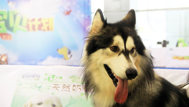 宠物狗 阿拉斯加雪橇犬