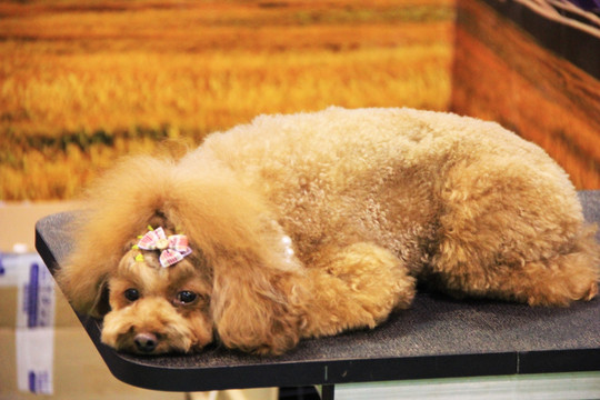 宠物犬 贵宾犬