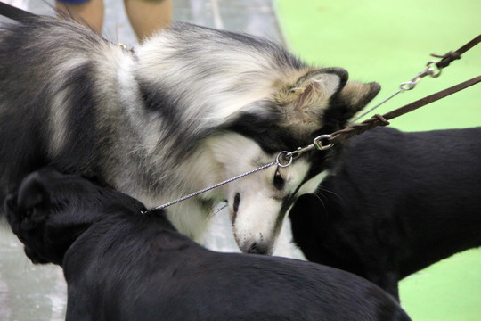 宠物狗  阿拉斯加犬