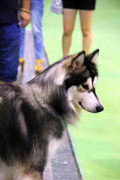 宠物狗 阿拉斯加雪橇犬