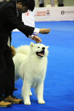 宠物狗 萨摩耶犬