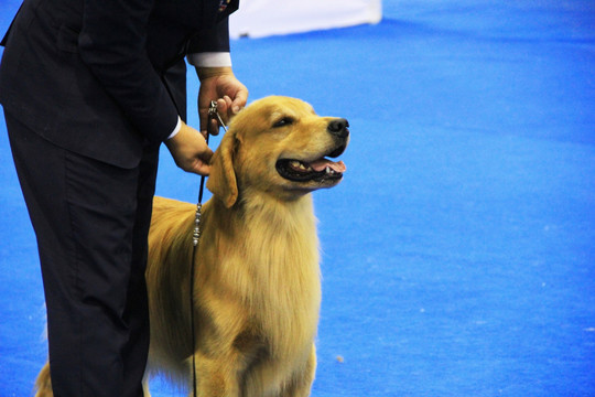 宠物狗 金毛犬