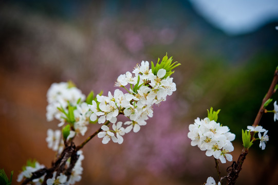 梨花